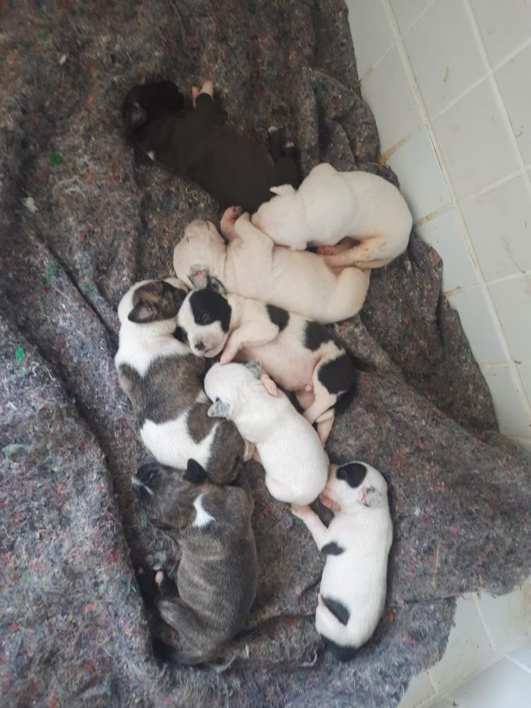Cães para Adoção