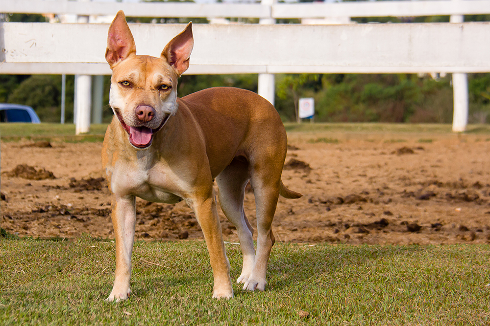 Cães para Adoção