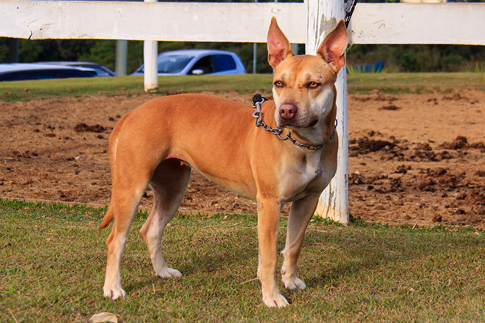 Cães para Adoção