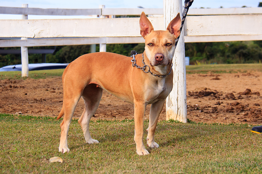 Cães para Adoção