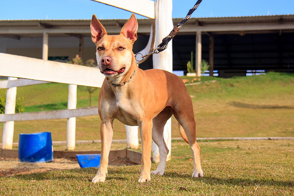 Cães para Adoção