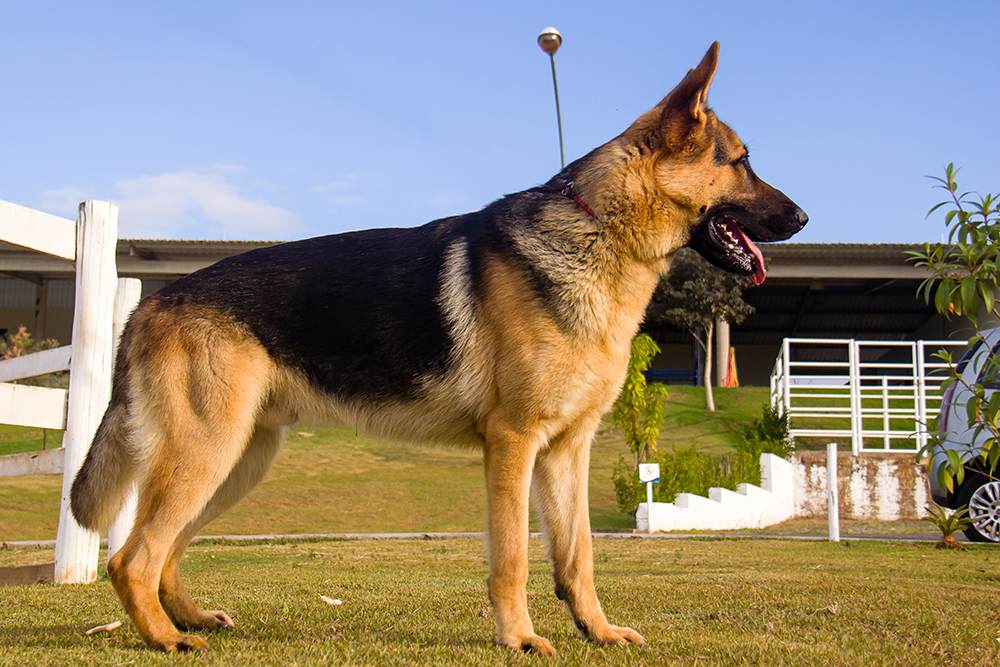 Cães para Adoção