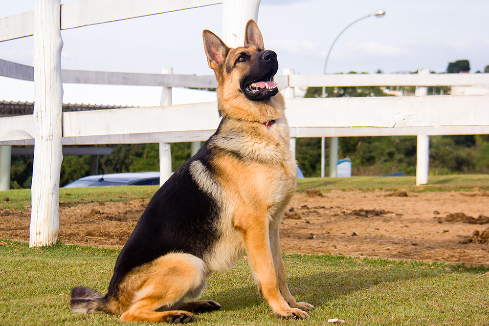 Cães para Adoção