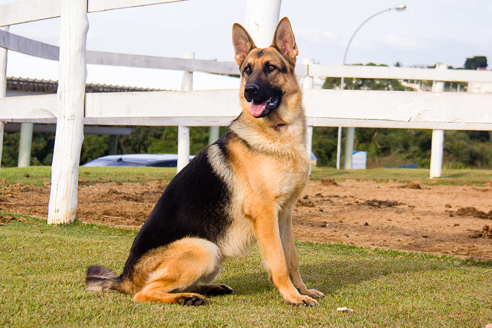 Cães para Adoção