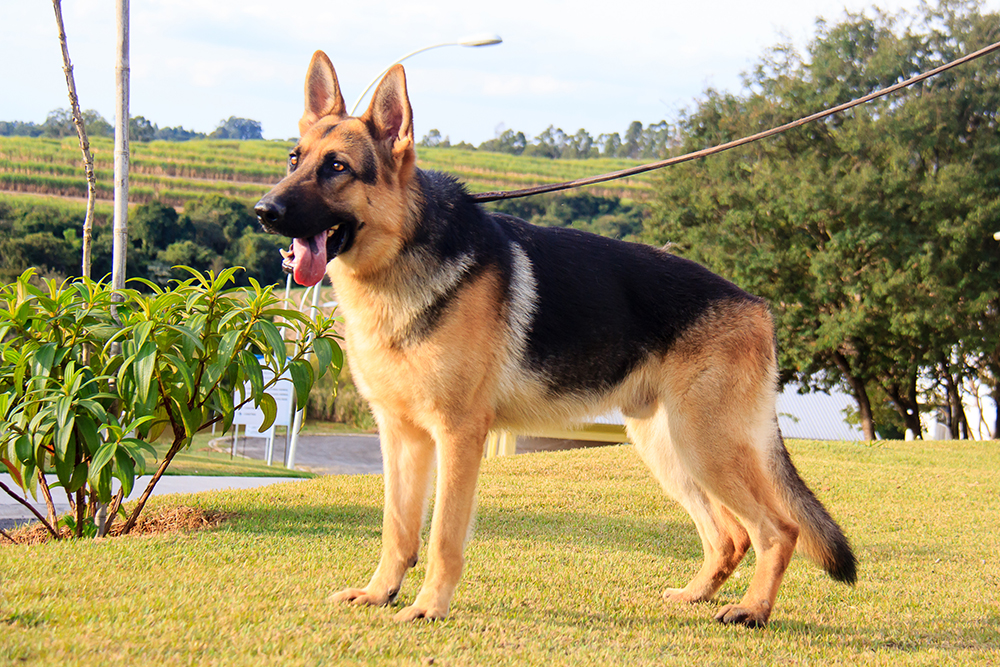 Cães para Adoção