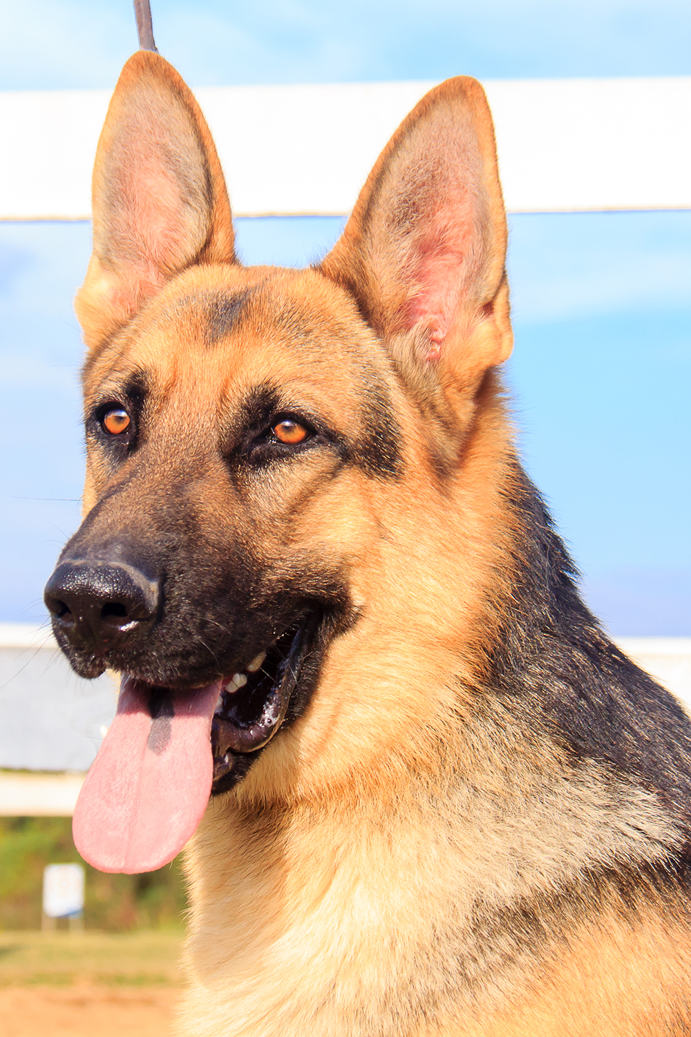 Cães para Adoção