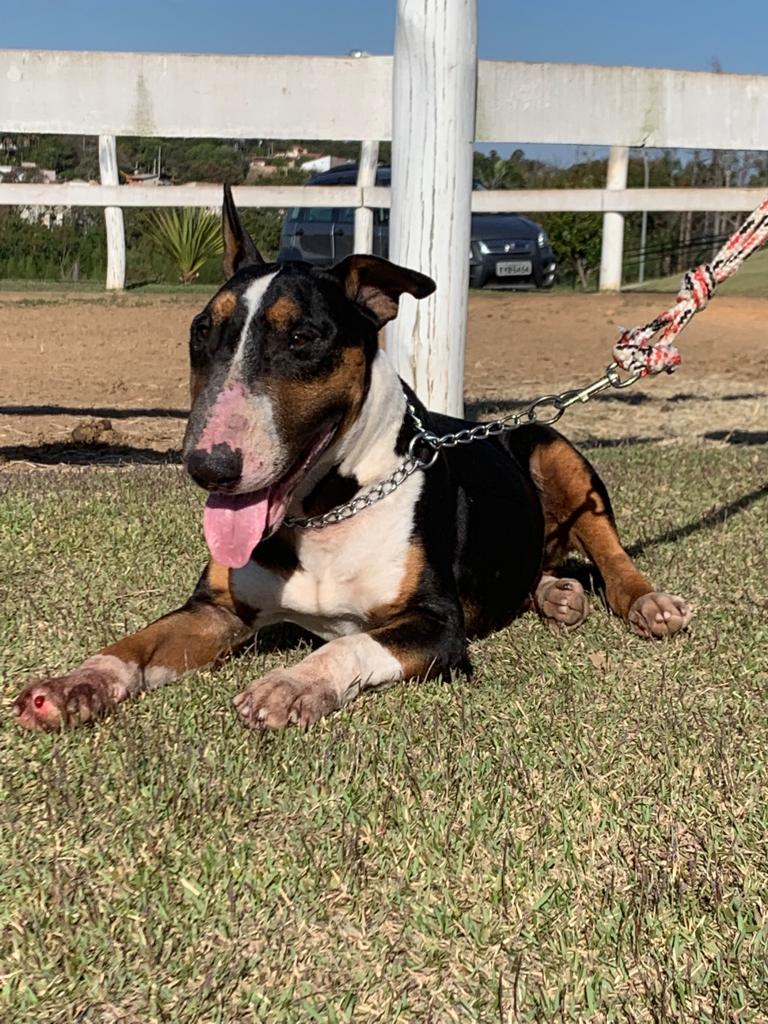 Adotar um Cão - Thor Bull Terrier - Cães para Adoção
