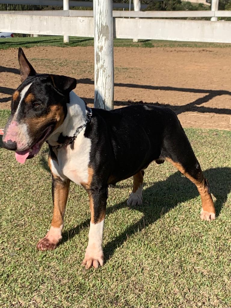 Adotar um Cão - Thor Bull Terrier - Cães para Adoção