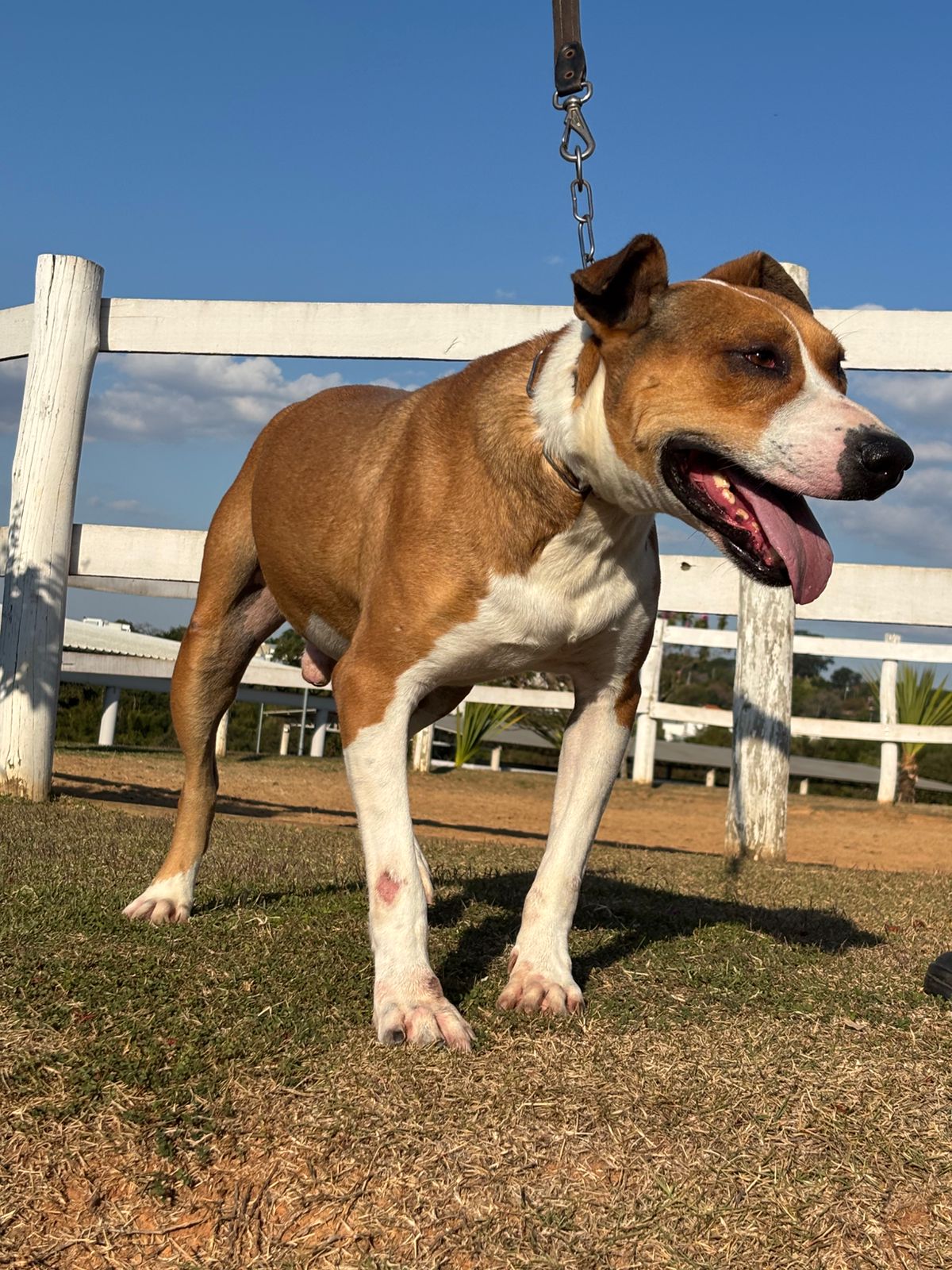 Cães para Adoção