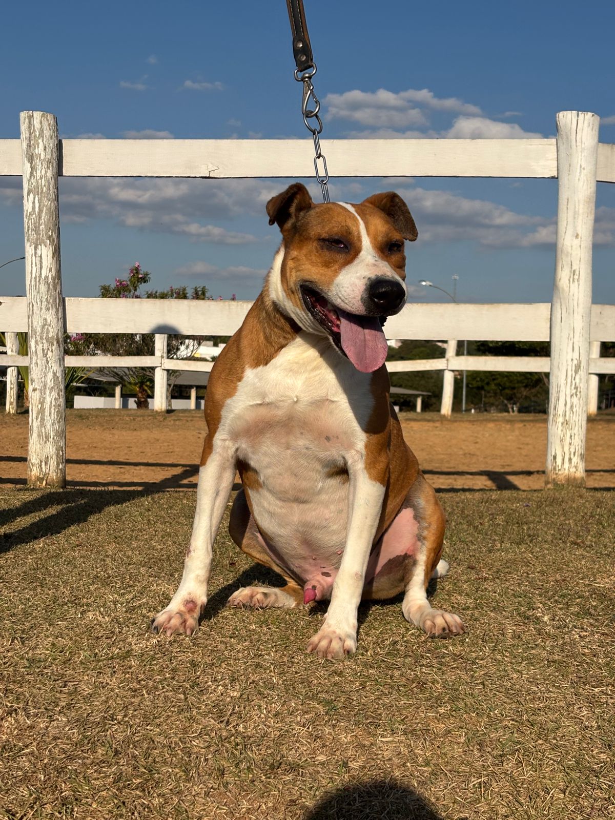 Cães para Adoção