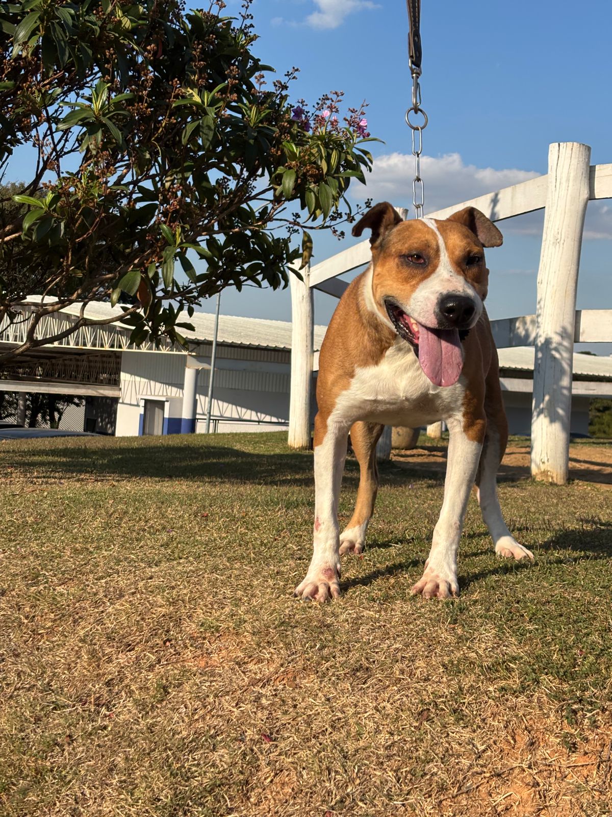 Cães para Adoção