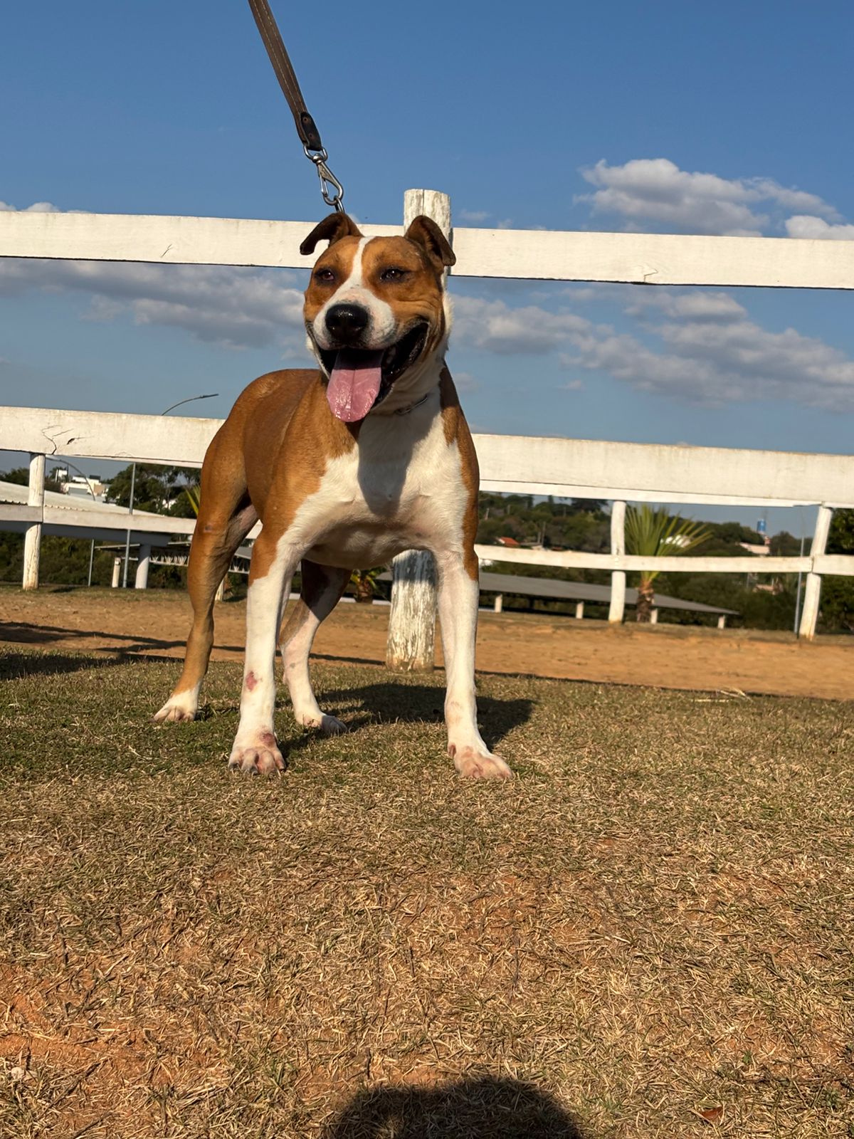 Cães para Adoção