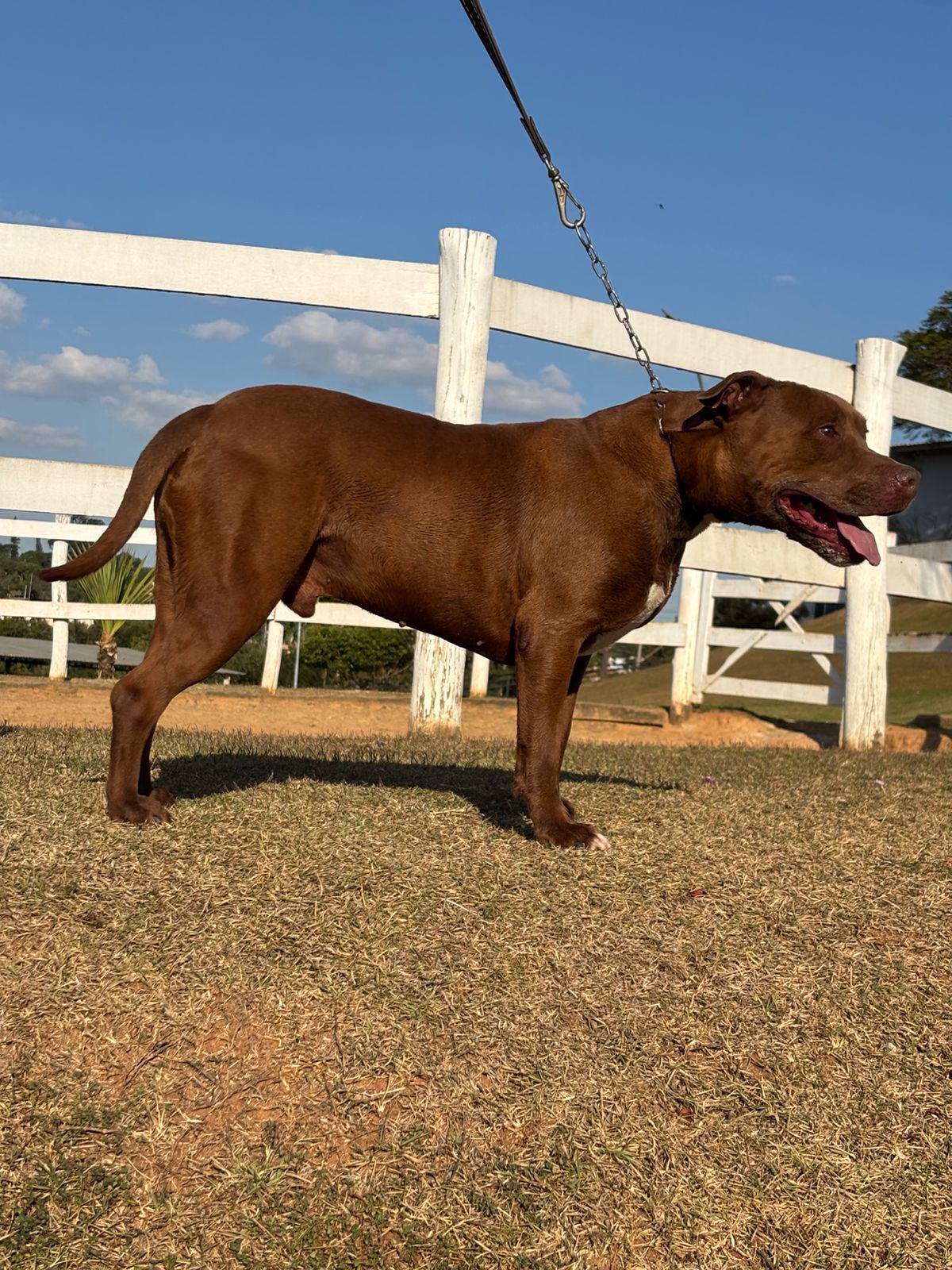 Cães para Adoção