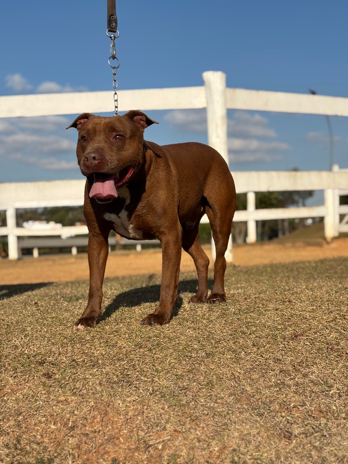 Cães para Adoção