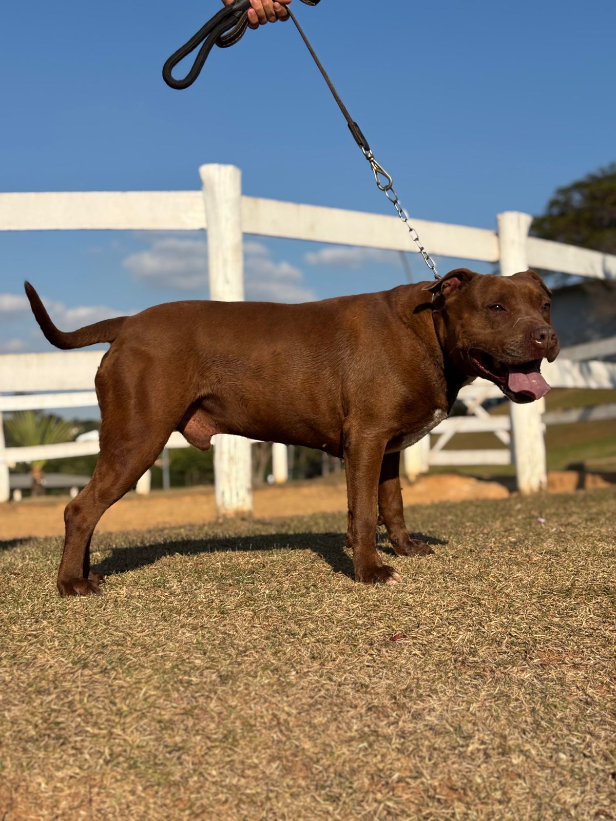 Cães para Adoção