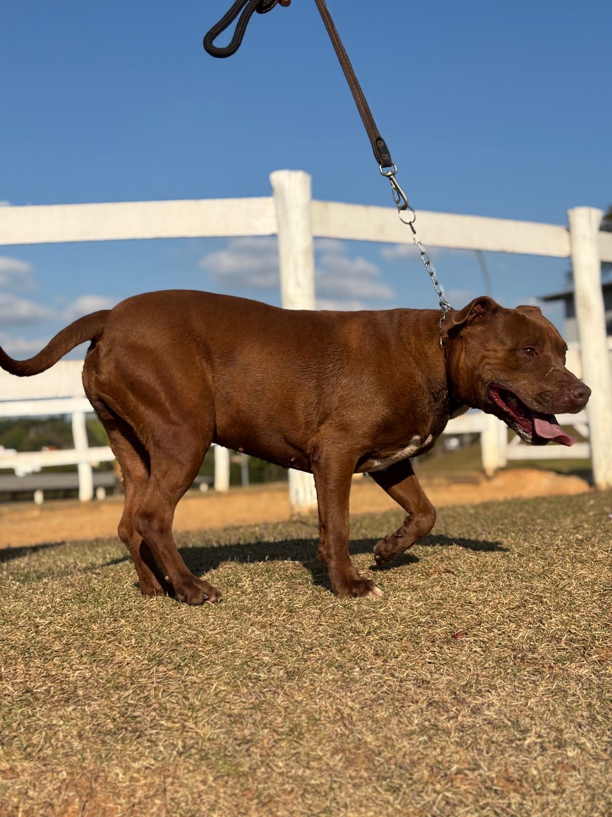 Cães para Adoção