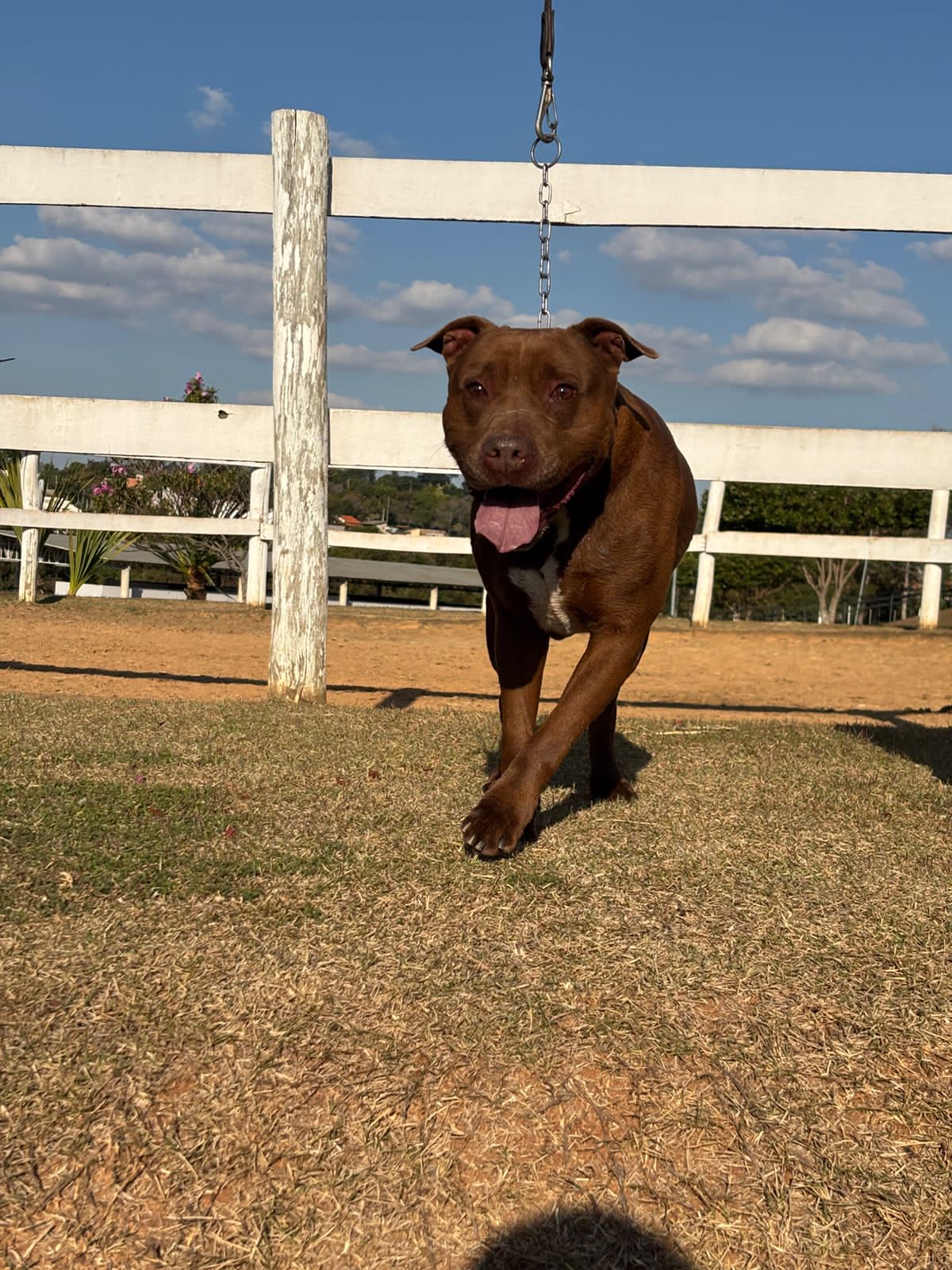 Cães para Adoção