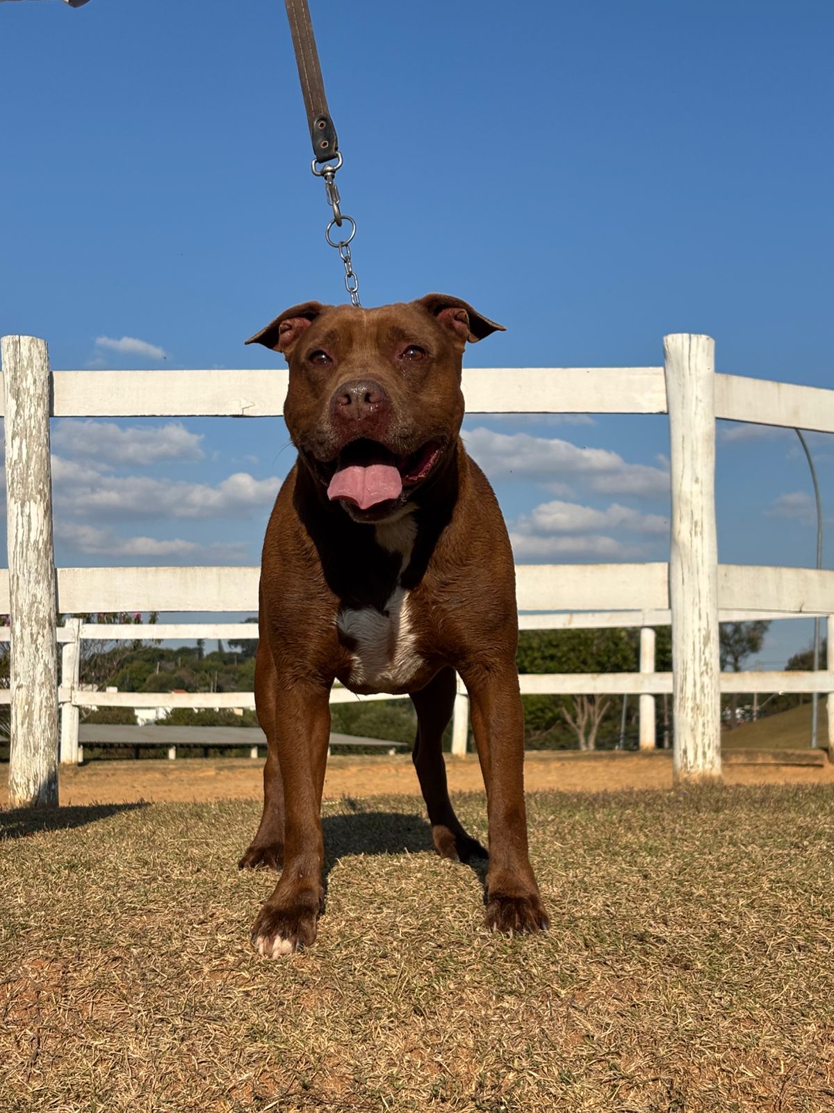 Cães para Adoção