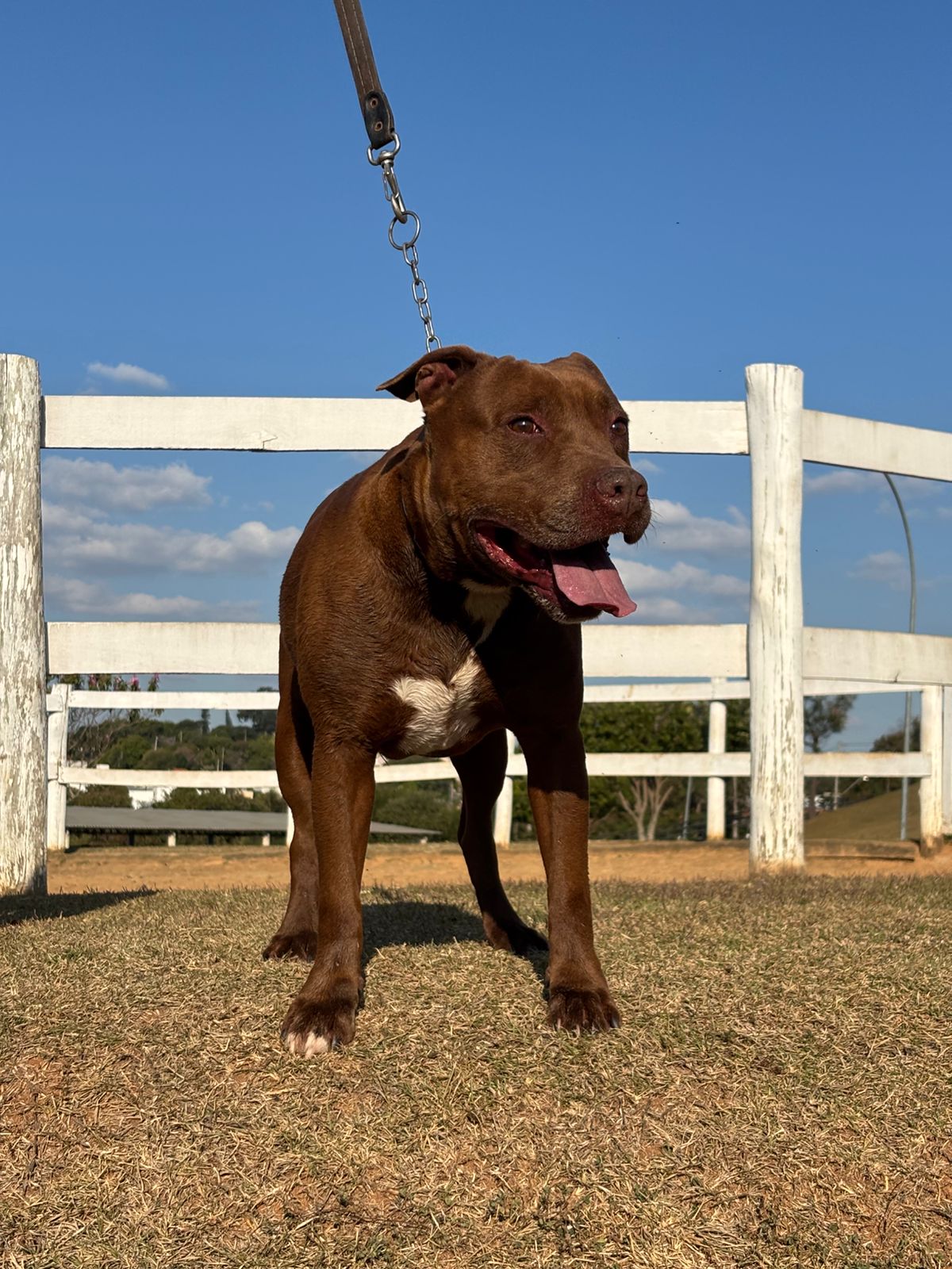 Cães para Adoção