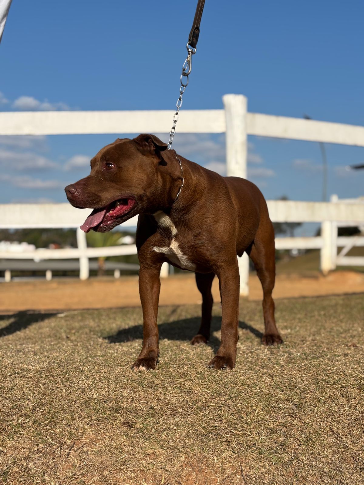 Cães para Adoção