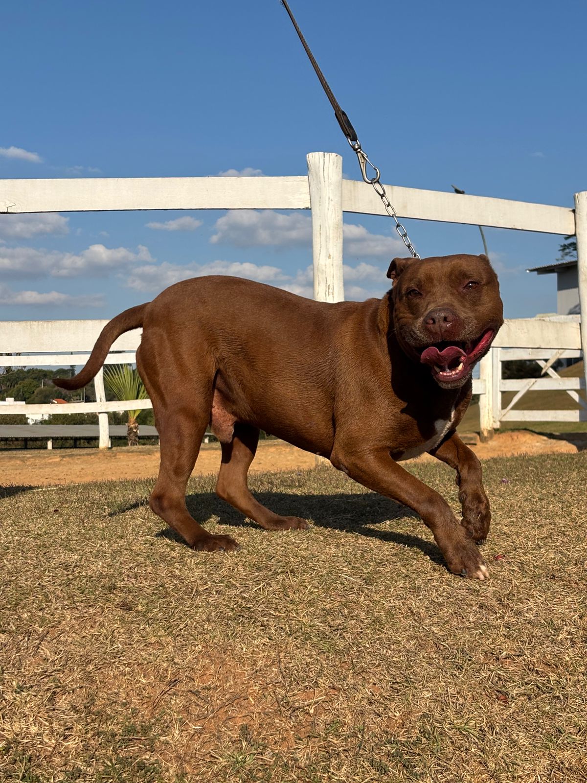 Cães para Adoção