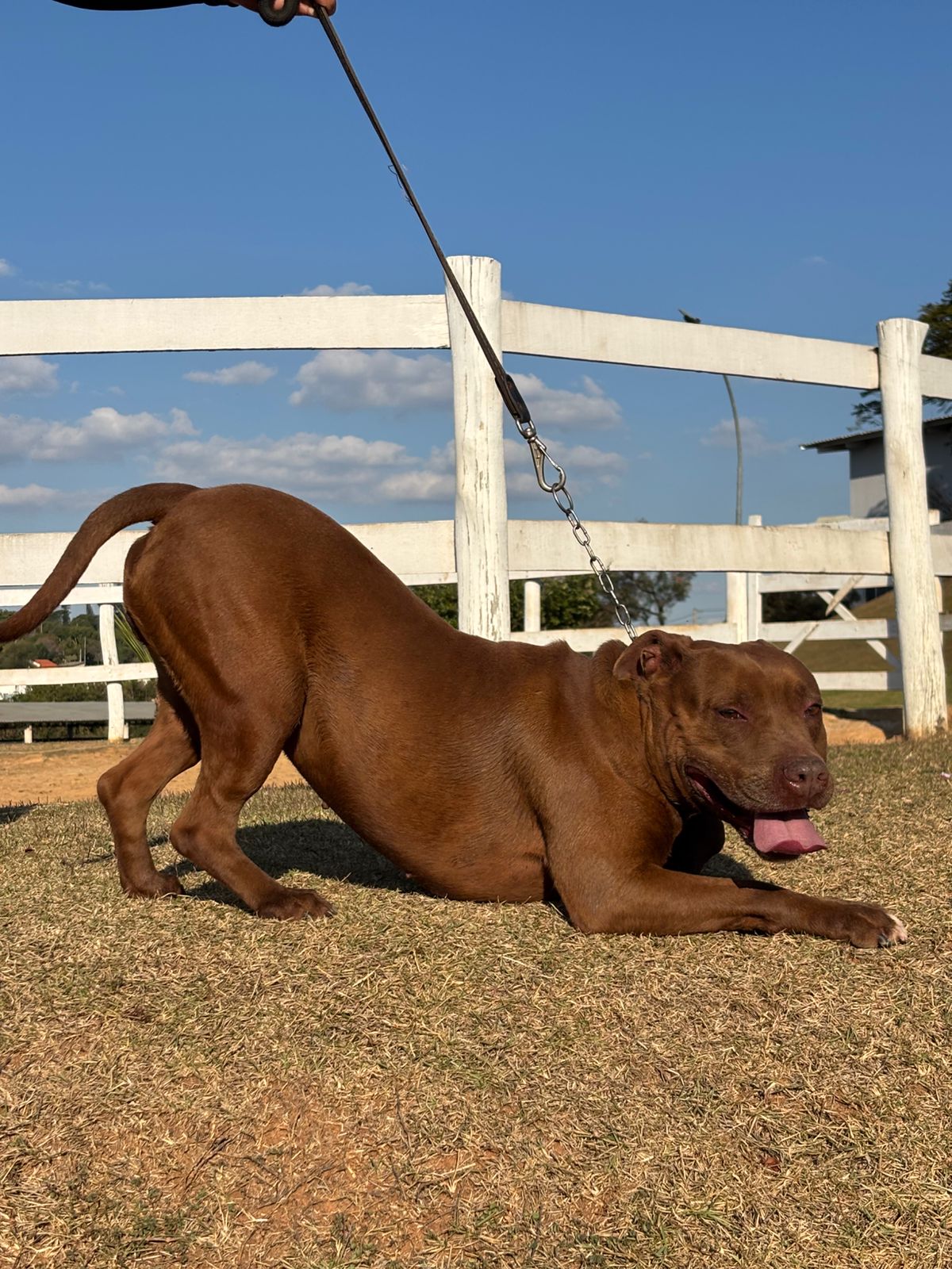 Cães para Adoção