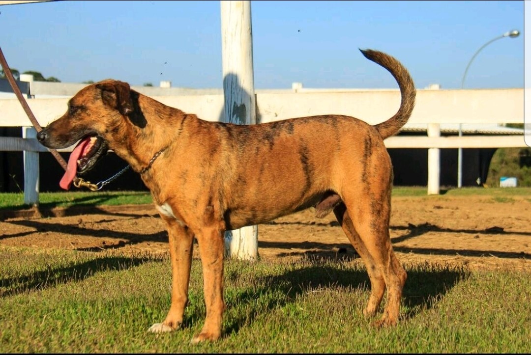 Adotar um Cão - Rajado - Cães para Adoção