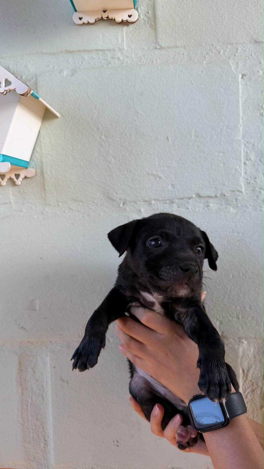 Cães para Adoção