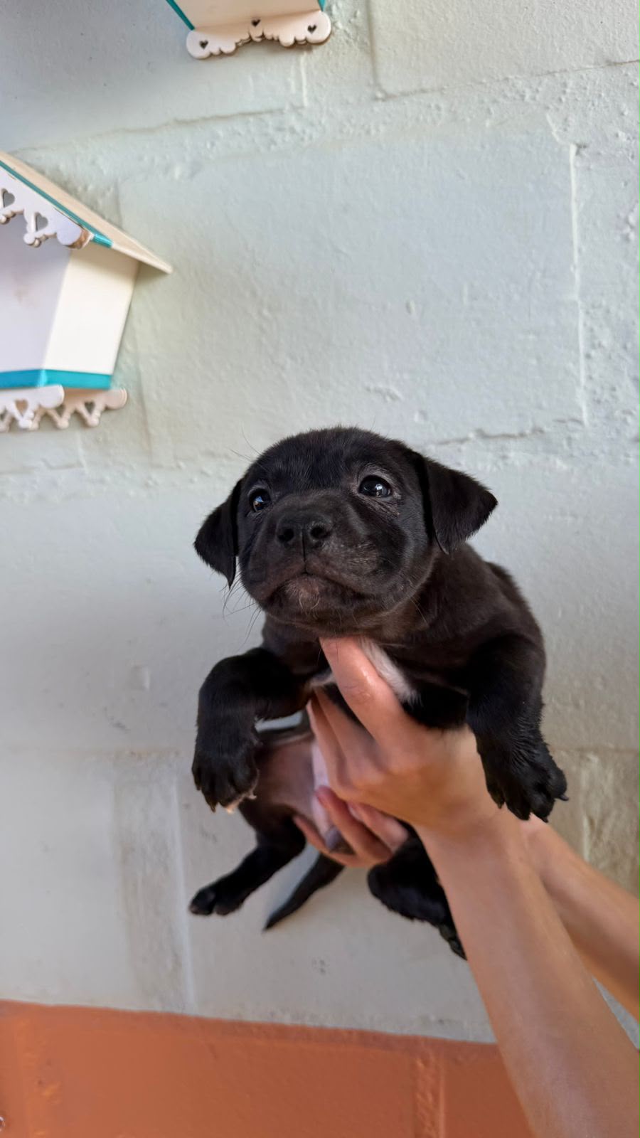 Cães para Adoção