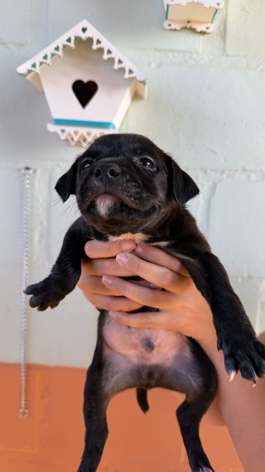 Cães para Adoção