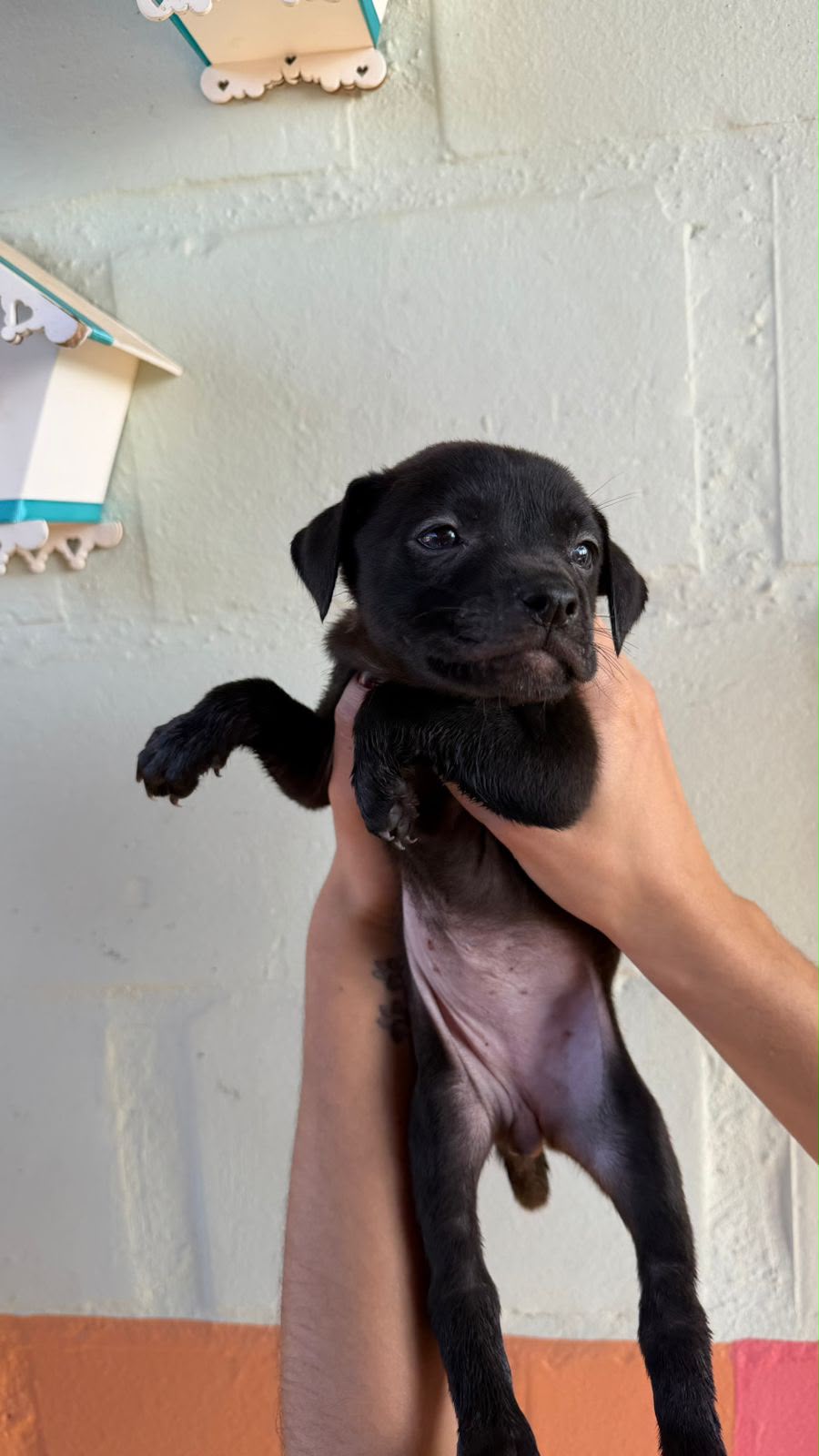 Cães para Adoção