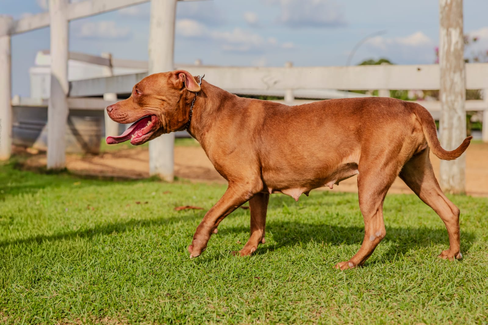 Cães para Adoção
