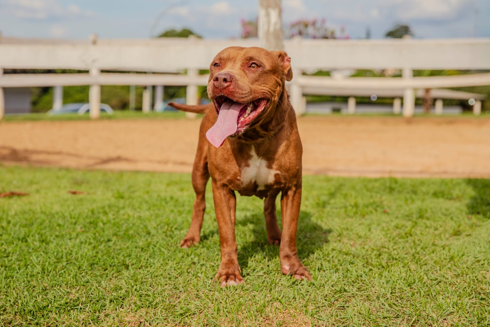 Cães para Adoção