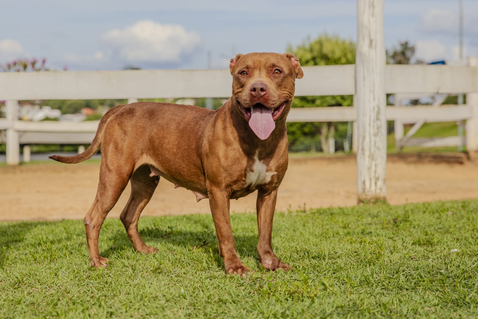 Cães para Adoção