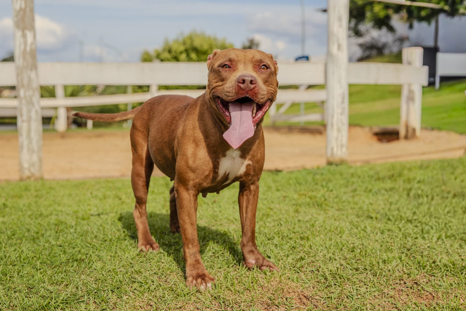Cães para Adoção