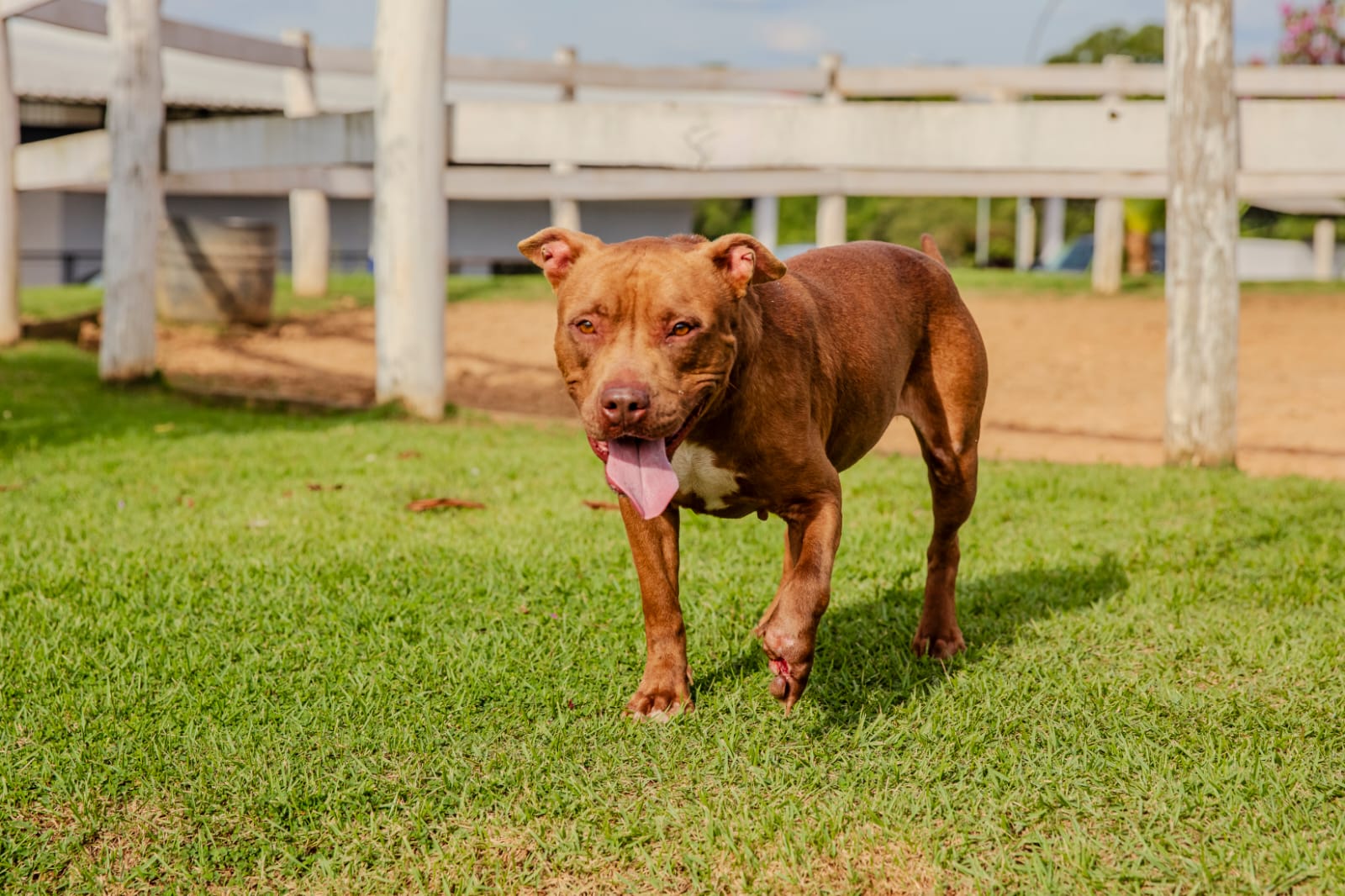 Cães para Adoção