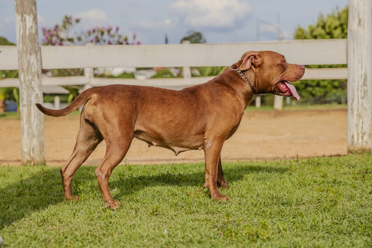 Cães para Adoção