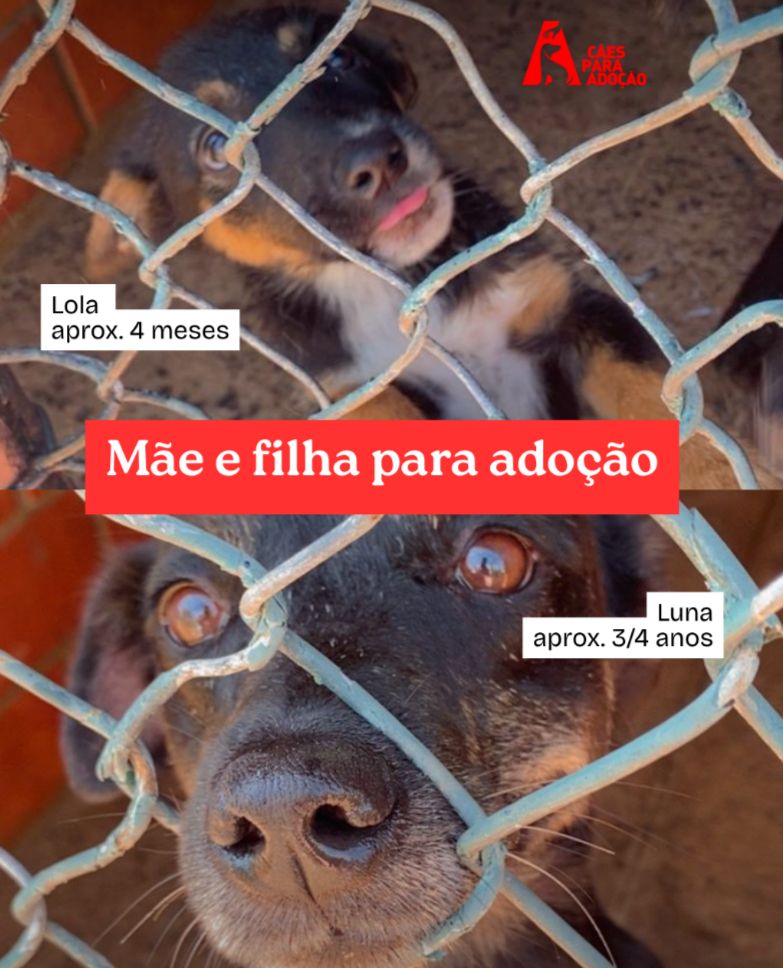 Cães para Adoção