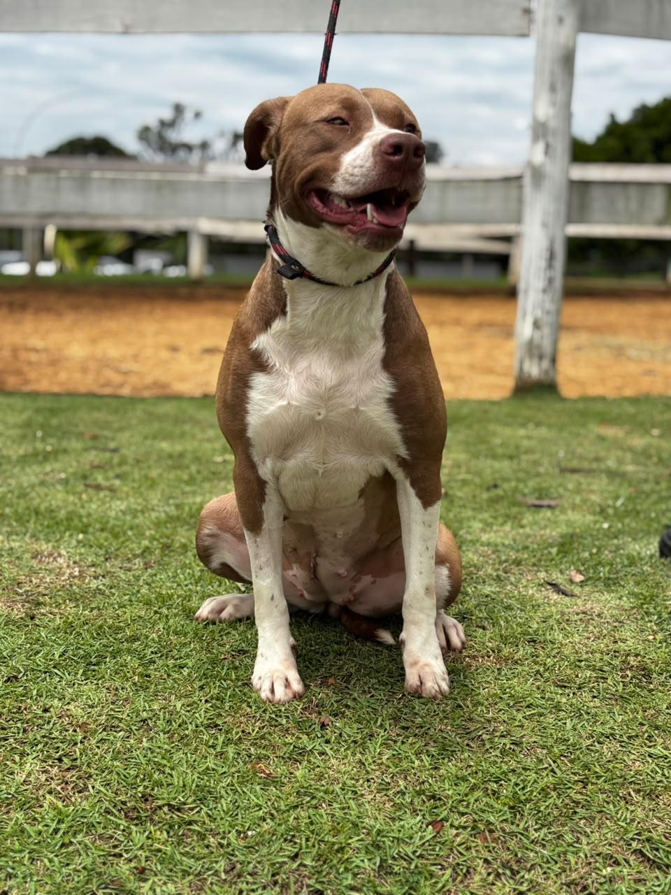 Cães para Adoção