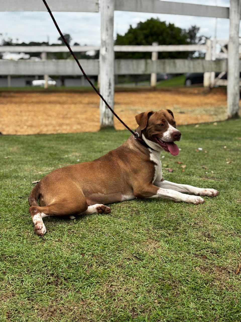 Cães para Adoção