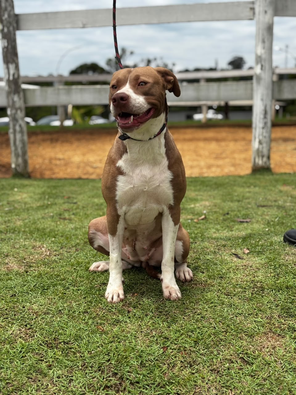 Cães para Adoção