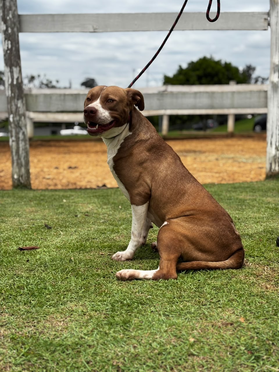 Cães para Adoção