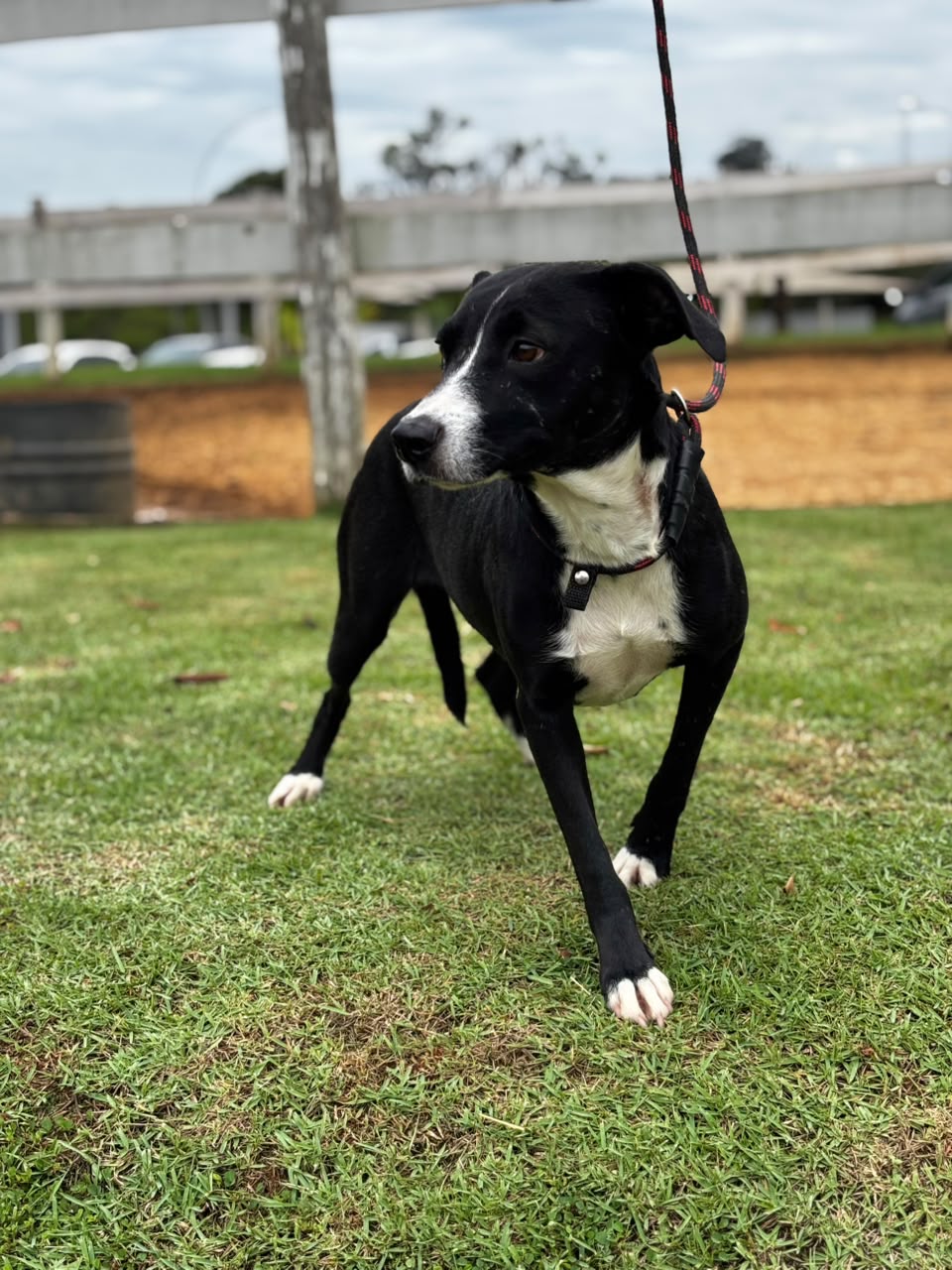 Cães para Adoção