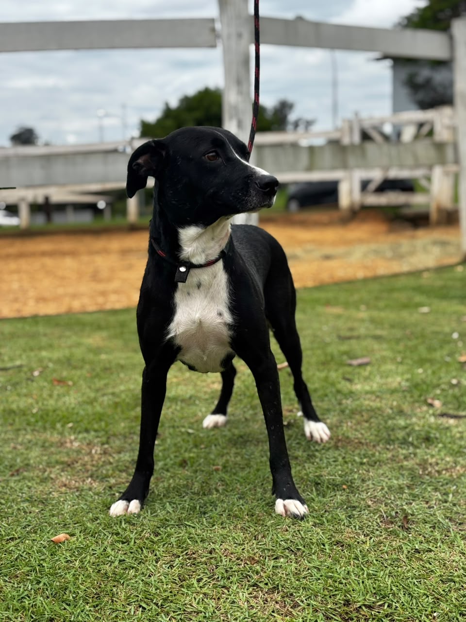 Cães para Adoção