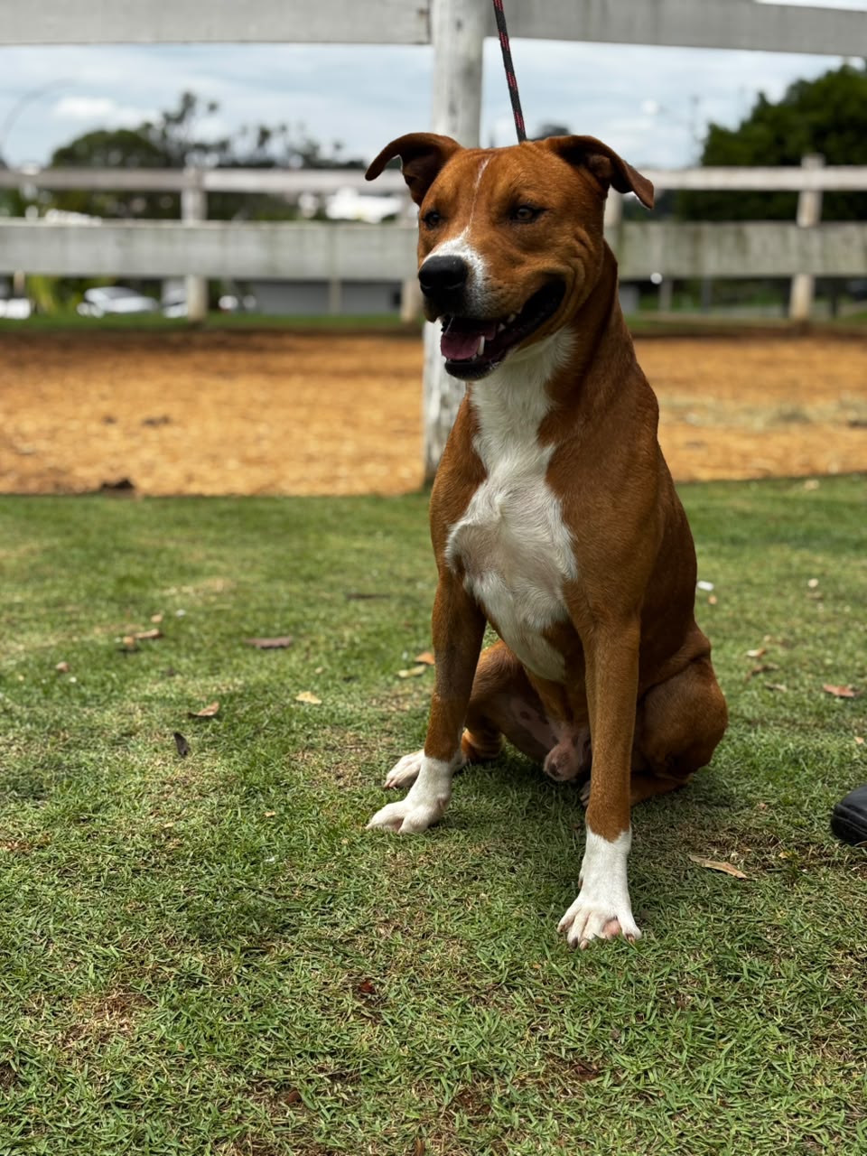 Cães para Adoção