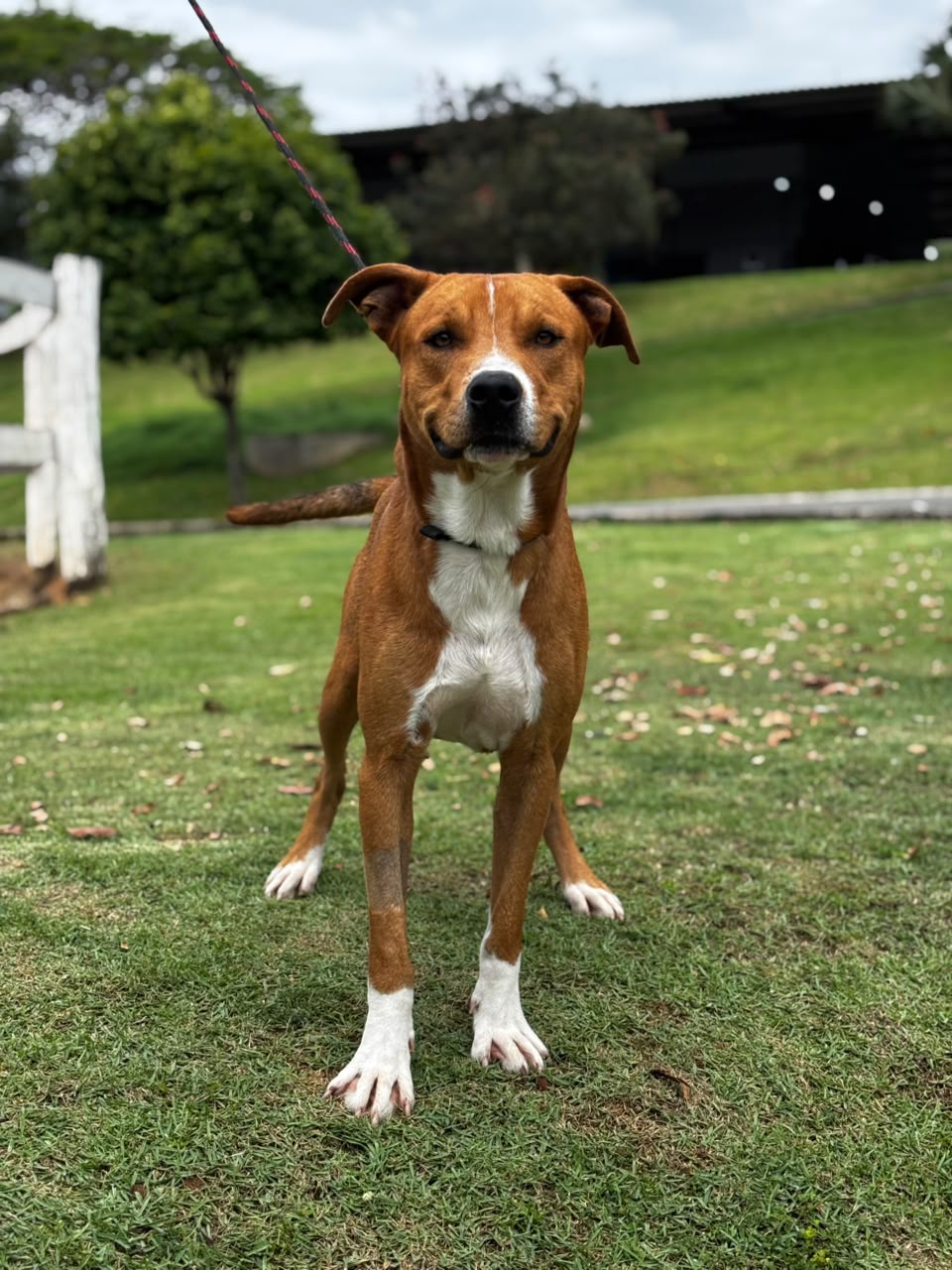 Cães para Adoção