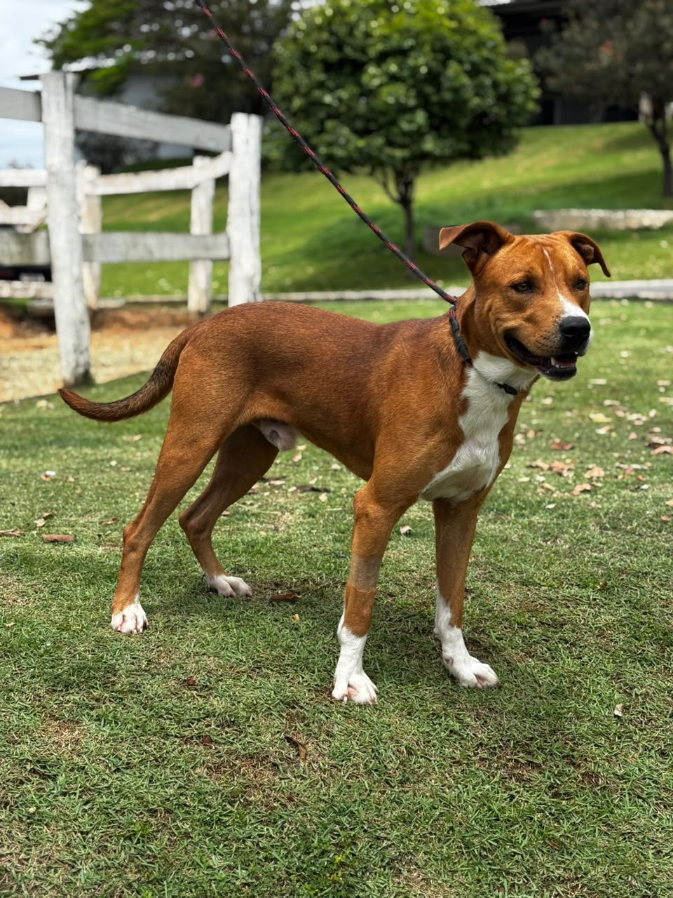 Cães para Adoção