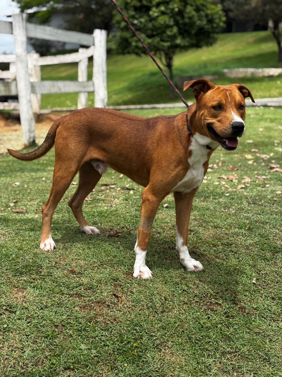 Cães para Adoção