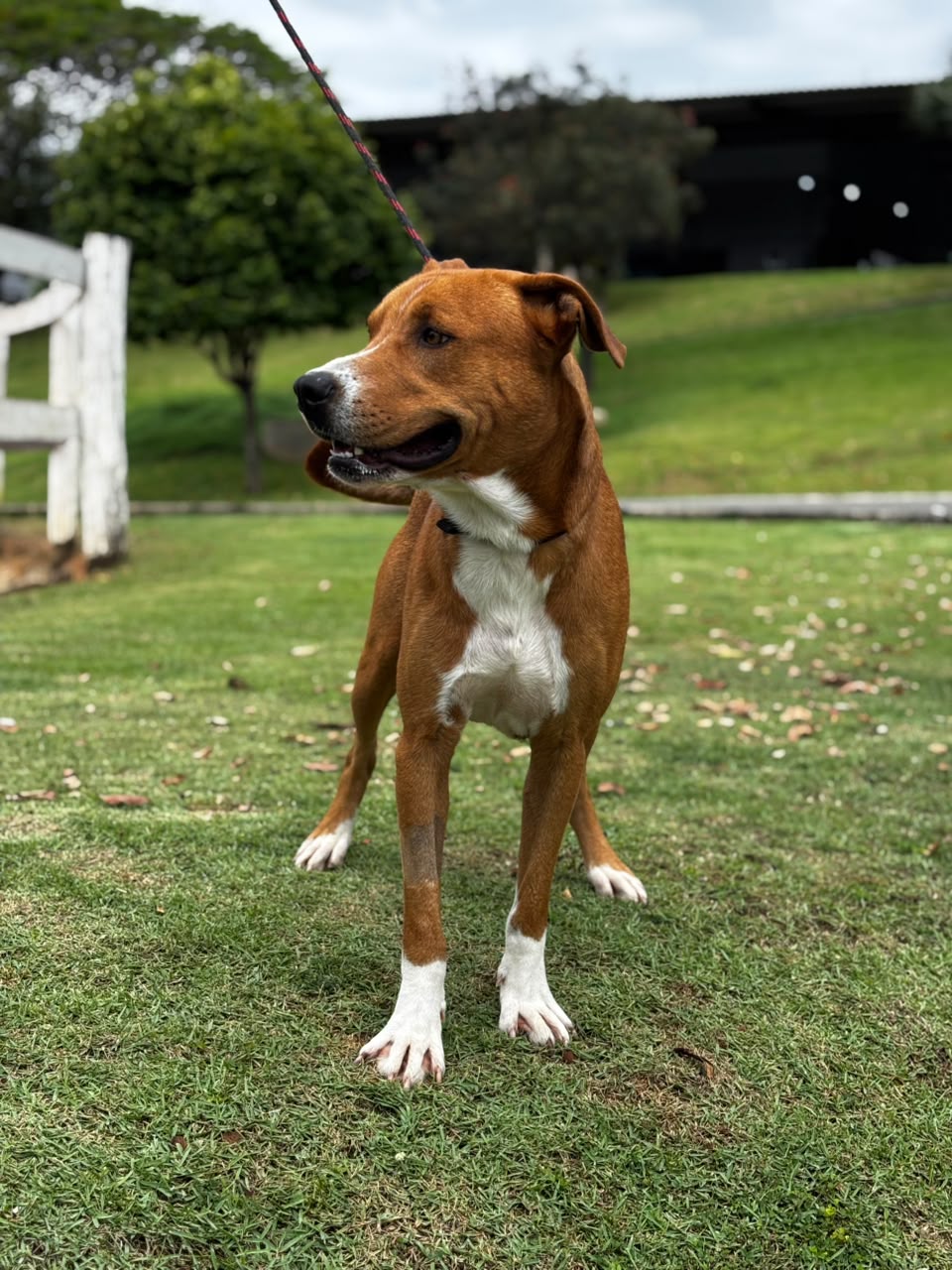 Cães para Adoção