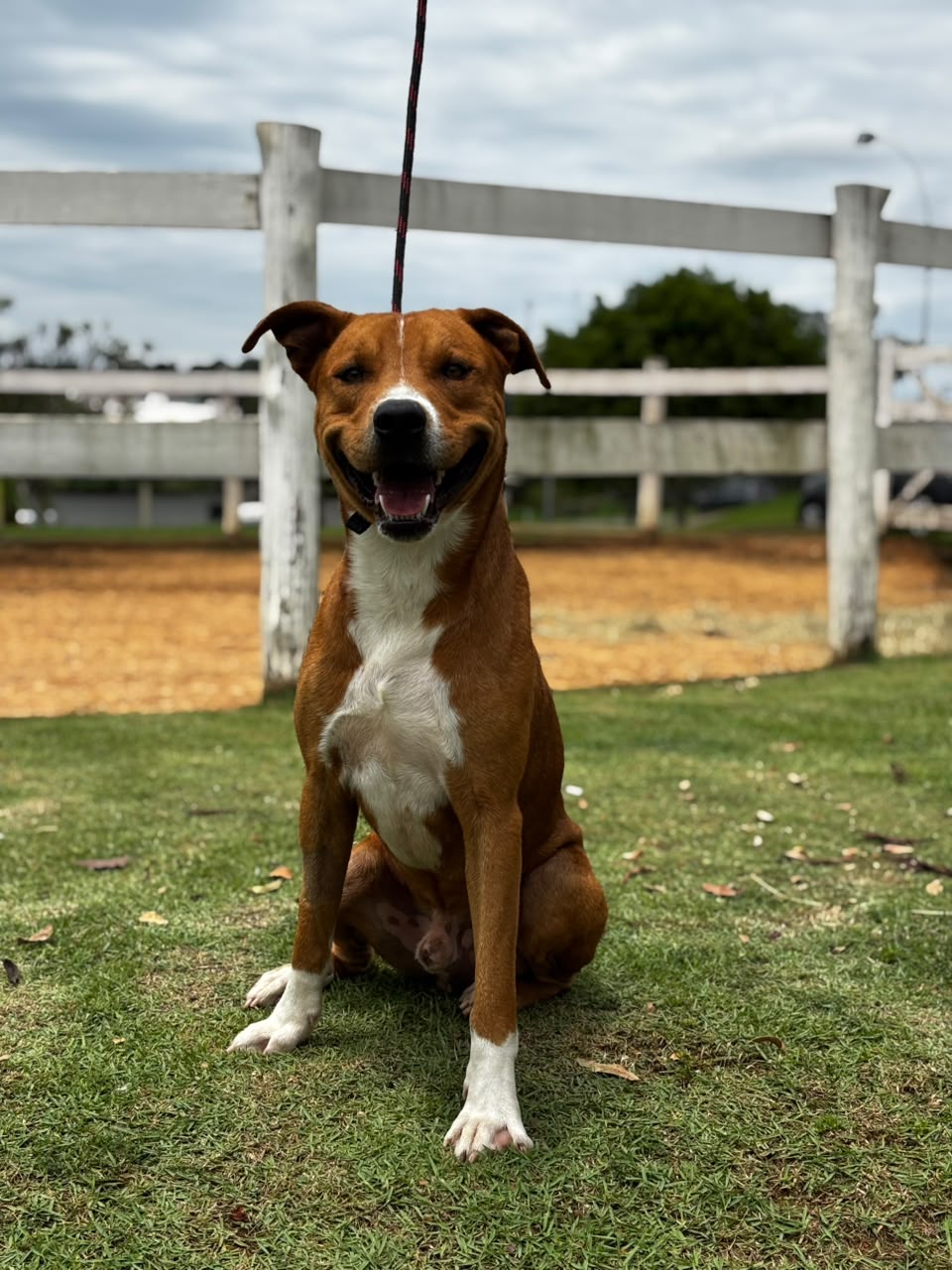 Cães para Adoção